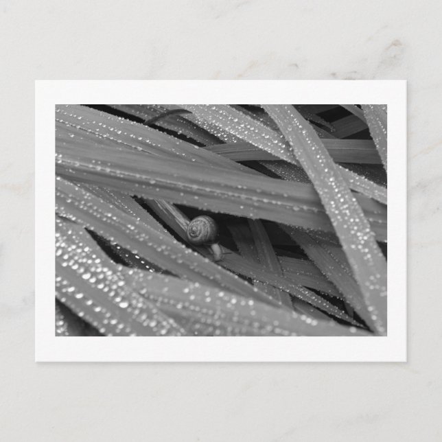 Garden Snigel vykort (Framsida)