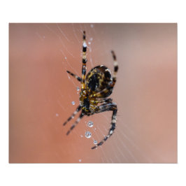 Garden Spider Fototryck