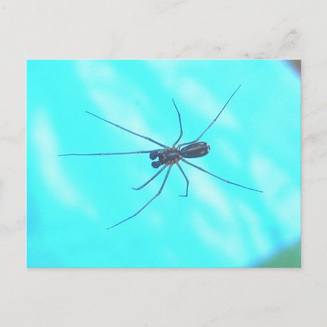 Garden Spider Male Underside Vykort (Framsida)