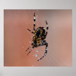 Garden Spider Poster