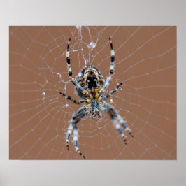 Garden Spider Poster