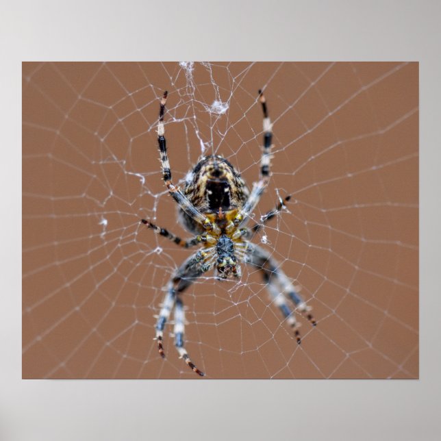 Garden Spider Poster (Framsidan)
