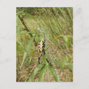 Garden Spider Vykort