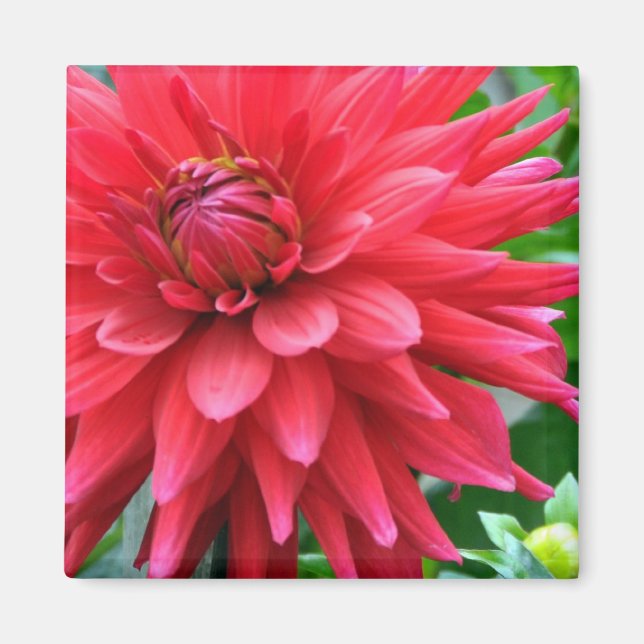 Garden Star Dahlia Magnet (Framsidan)