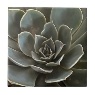 Garden Succulary Grönt Grått Tones Realistic Art Kakelplatta