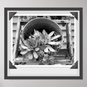 Garden Succulents Black and White Snapshot Poster