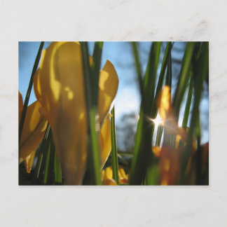 "Garden Sunset"-hälsningskort Vykort