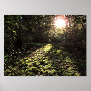 Garden Sunshine Skriv ut Poster