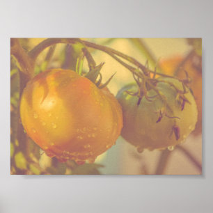 Garden Tomatis Summer Harvest Poster