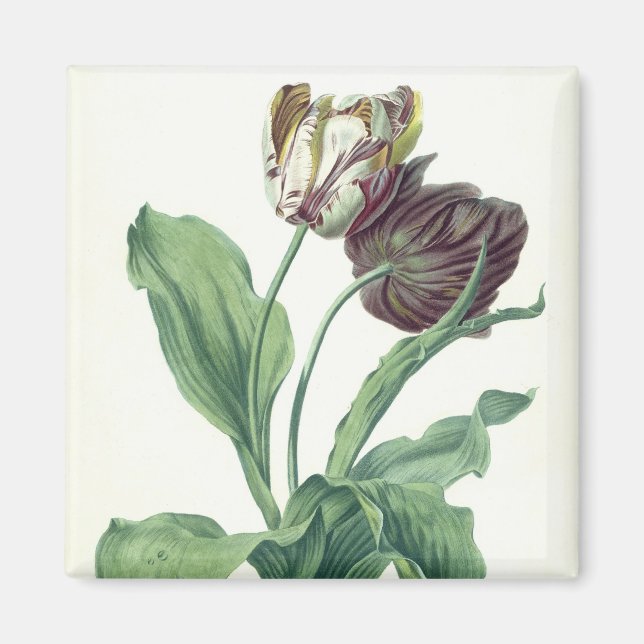 Garden Tulip, från "Opera Botanica", graverat av L Magnet (Framsidan)