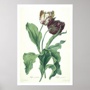 Garden Tulip, från "Opera Botanica", graverat av L Poster