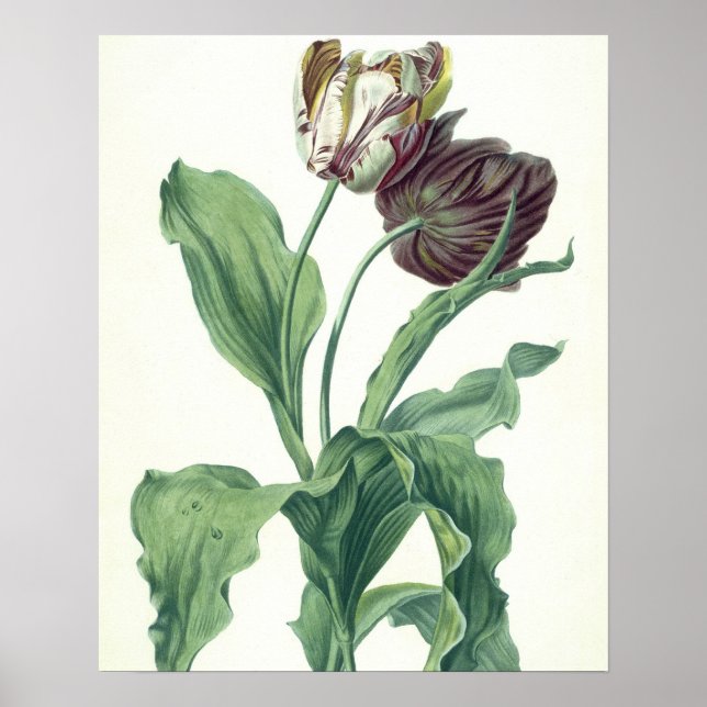 Garden Tulip, från "Opera Botanica", graverat av L Poster (Framsidan)