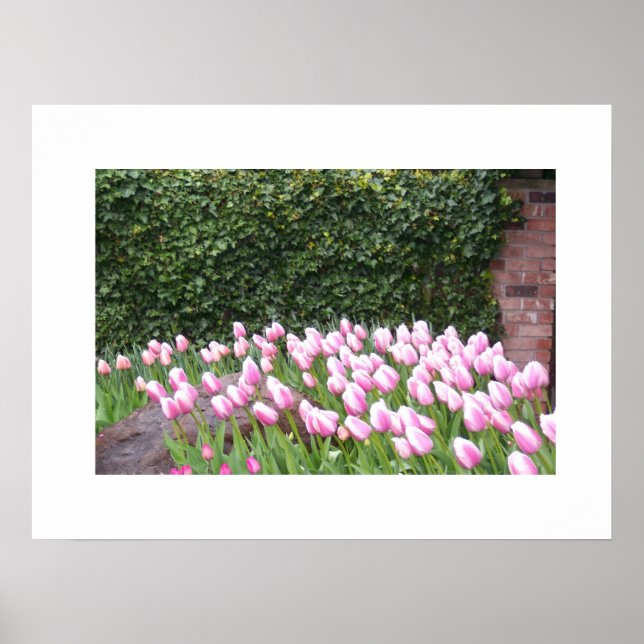 Garden Tulips Bild Poster (Framsidan)