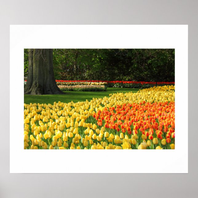Garden Tulips Poster (Framsidan)