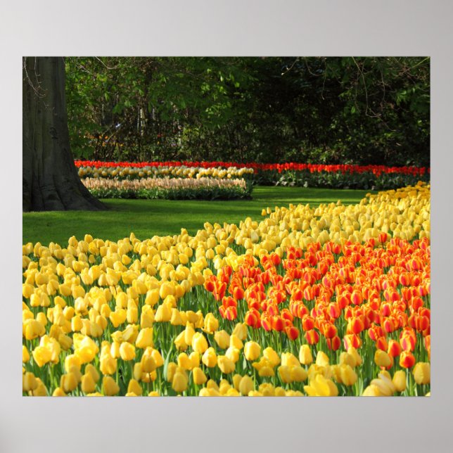 Garden Tulips Poster (Framsidan)