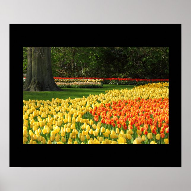 Garden Tulips Poster (Framsidan)