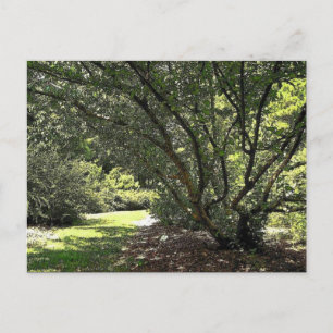 Garden Väg av Mark Edward Westerfield Vykort
