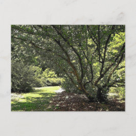 Garden Väg av Mark Edward Westerfield Vykort