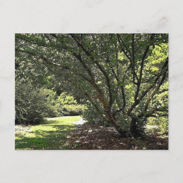 Garden Väg av Mark Edward Westerfield Vykort (Framsida)