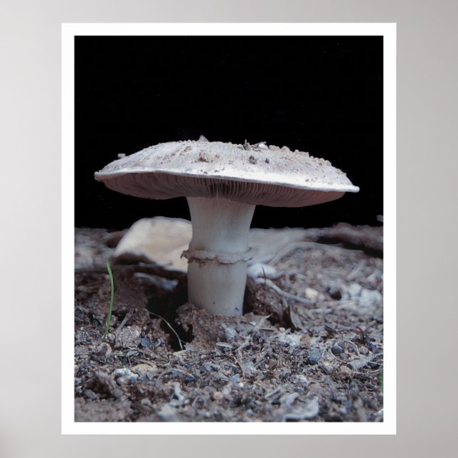 Garden Variey Mushroom Poster (Framsidan)