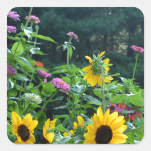 Garden View, daisy, kosmos, solblommor Fyrkantigt Klistermärke