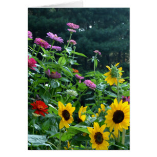 Garden View- Solros, daisy, kosmos Hälsningskort