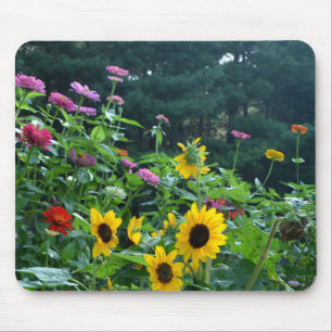 Garden View- Solros, daisy, kosmos Musmatta