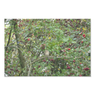 Garden Warbler and Blue Tit Fototryck