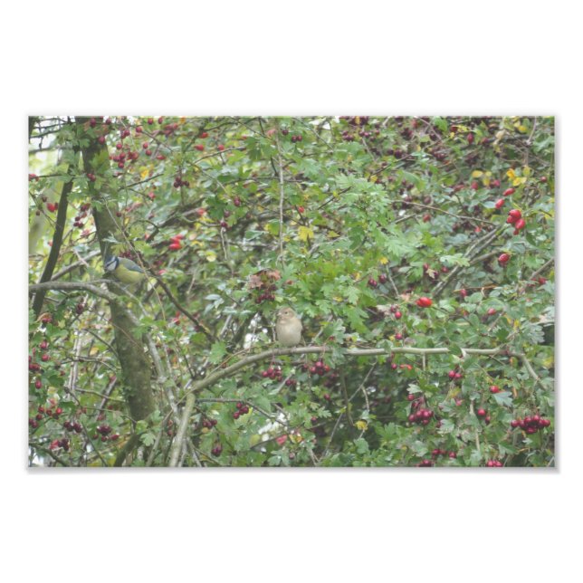 Garden Warbler and Blue Tit Fototryck (Framsidan)