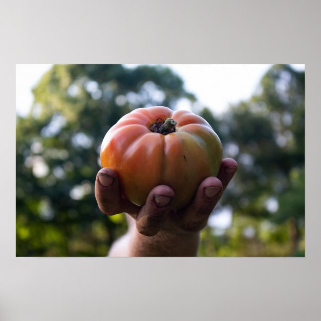 Gardener Holding a Tomato Print Poster (Framsidan)