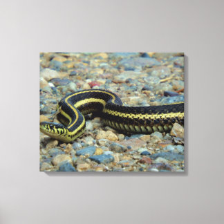 Gardener Snake Canvastryck