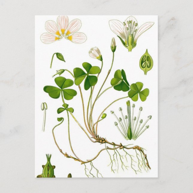 Gardener Vykort (Framsida)