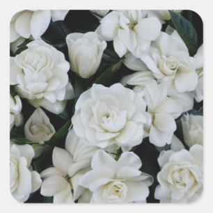 Gardenia Flowers Fyrkantigt Klistermärke