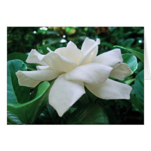 Gardenia Hälsningskort