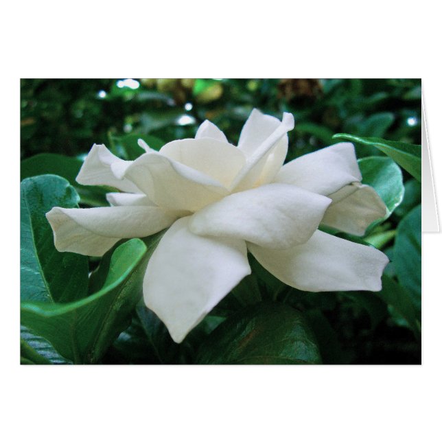 Gardenia Hälsningskort (Framsidan Horizontal)