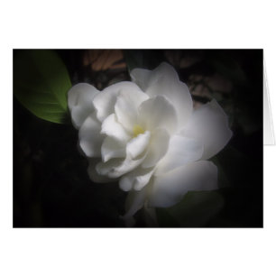Gardenia Hälsningskort