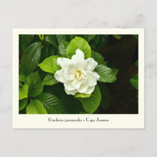 Gardenia Inkasserbart vykort