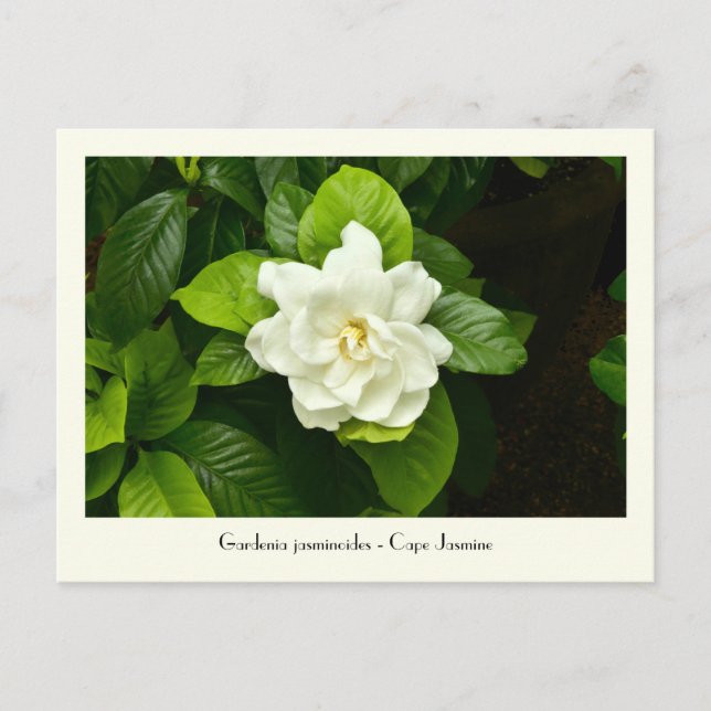 Gardenia Inkasserbart vykort (Framsida)