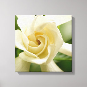 Gardenia kanvastryck