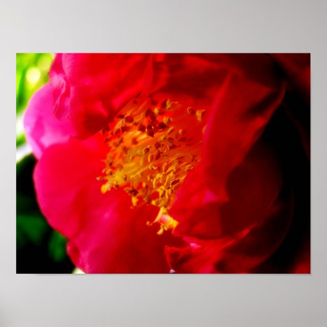 Gardenia Kärlek Poster (Framsidan)