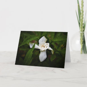 Gardenia, kort