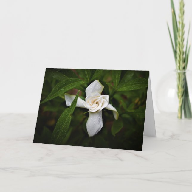 Gardenia, kort (Framsida)