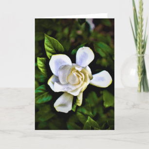Gardenia, kort