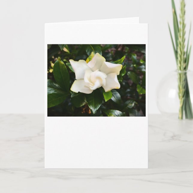 Gardenia, kort (Framsida)