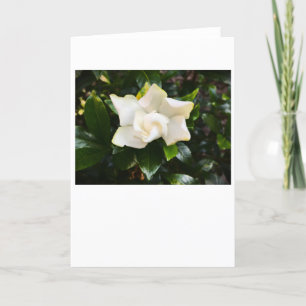 Gardenia, kort