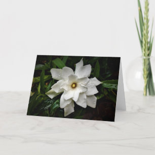 Gardenia, kort