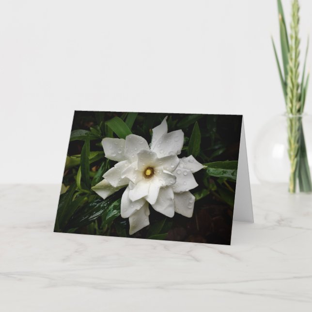 Gardenia, kort (Framsida)