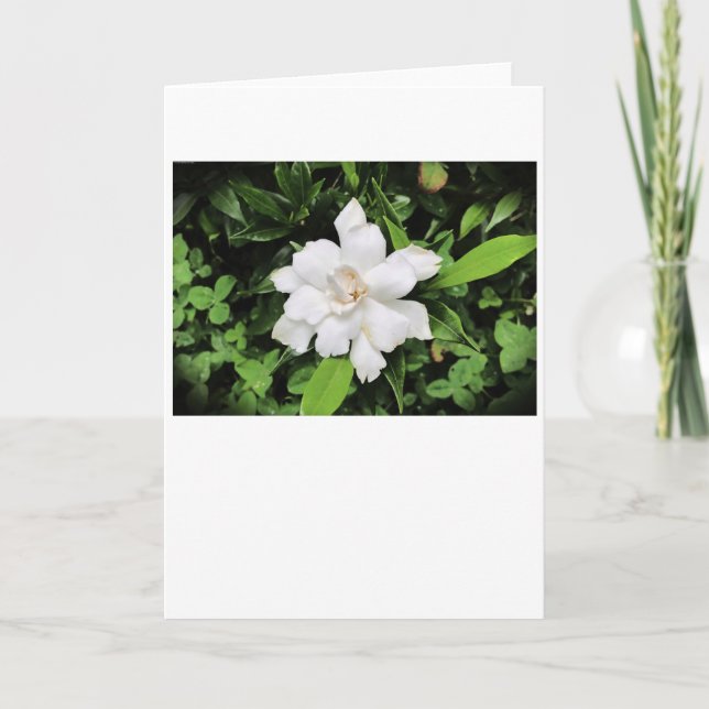Gardenia, kort (Framsida)
