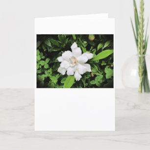 Gardenia, kort