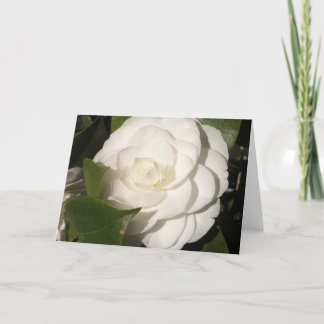 Gardenia Kort